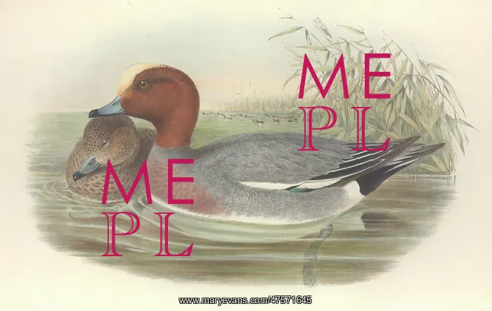 : Anas penelope, Eurasian widgeon : Anas penelope, Eurasian widgeon