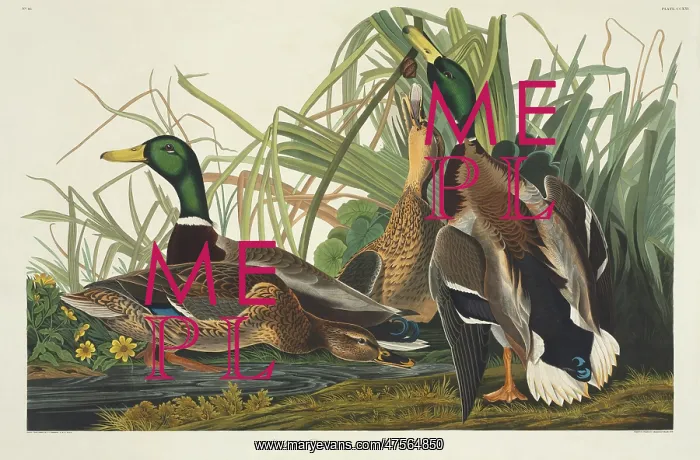 : Anas platyrhynchos, mallard : Anas platyrhynchos, mallard