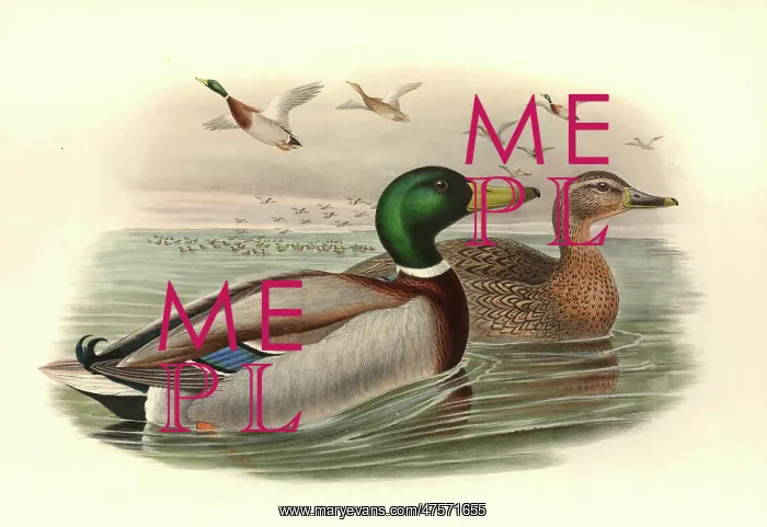: Anas platyrhynchos, mallard : Anas platyrhynchos, mallard