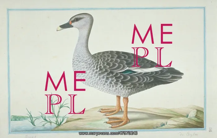 : Anas poecilorhyncha, spot-billed duck : Anas poecilorhyncha, spot-billed duck