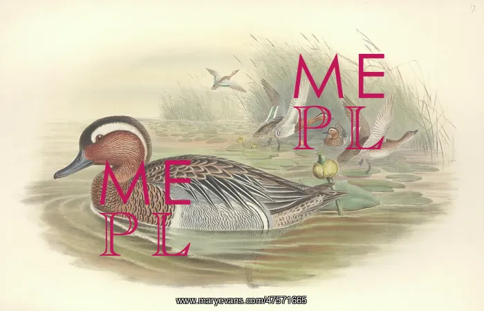 : Anas querquedula, garganey : Anas querquedula, garganey