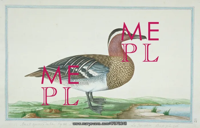 : Anas querquedula, garganey : Anas querquedula, garganey