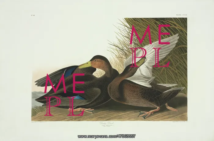 : Anas rubripes, American black duck : Anas rubripes, American black duck