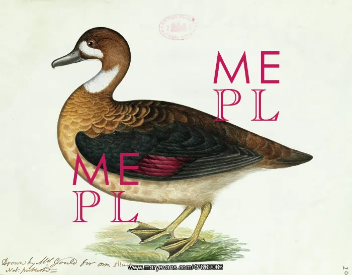: Anas specularis, Bronze-winged duck : Anas specularis, Bronze-winged duck