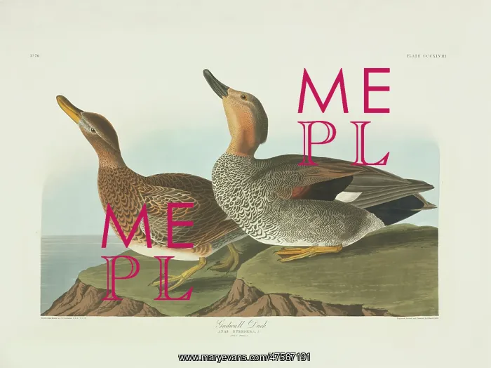 : Anas strepera, gadwall : Anas strepera, gadwall