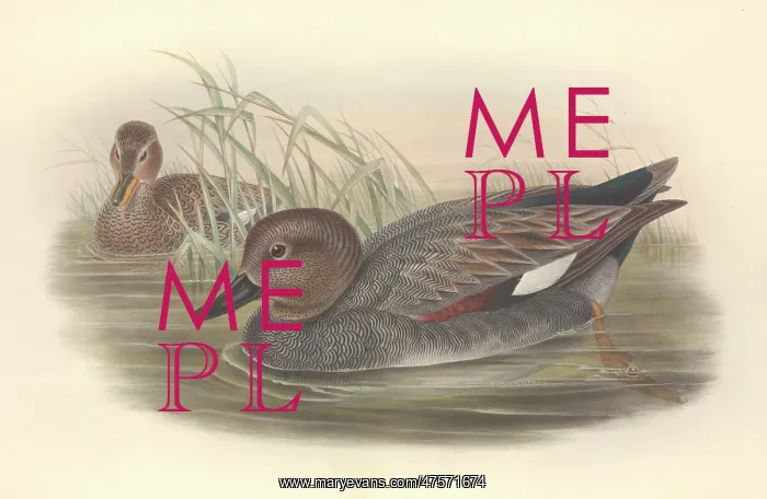 : Anas strepera, gadwall : Anas strepera, gadwall