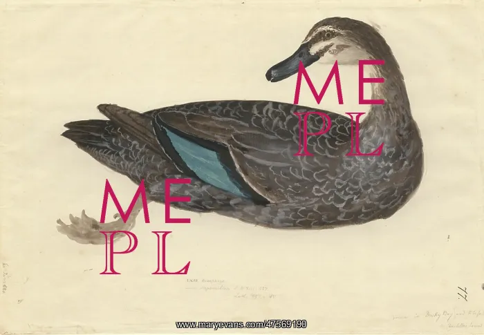 : Anas superciliosa, Pacific black duck : Anas superciliosa, Pacific black duck
