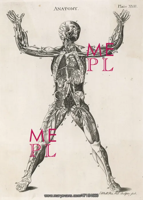 : Anatomical drawing of the human body : Anatomical drawing of the human body