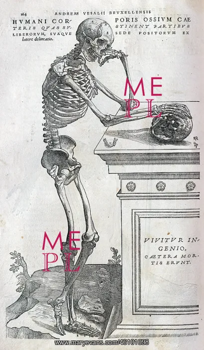 : Anatomical drawing of a human skeleton : Anatomical drawing of a human skeleton
