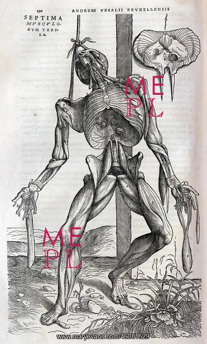 : Anatomical drawing of musculature : Anatomical drawing of musculature