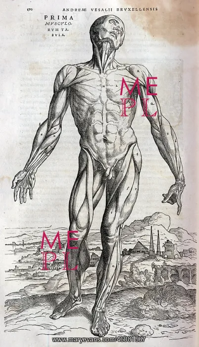 : Anatomical drawing of musculature : Anatomical drawing of musculature