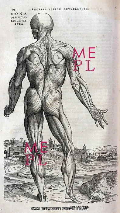 : Anatomical drawing of musculature : Anatomical drawing of musculature