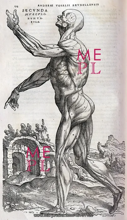 : Anatomical drawing of musculature, side view : Anatomical drawing of musculature, side view