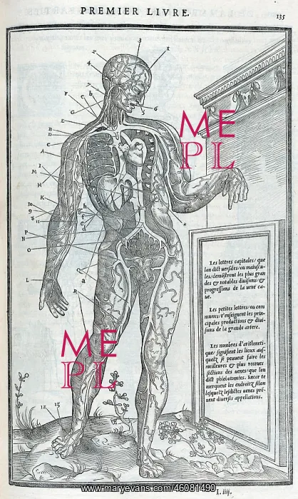 : Anatomical drawings; dissection : Anatomical drawings; dissection