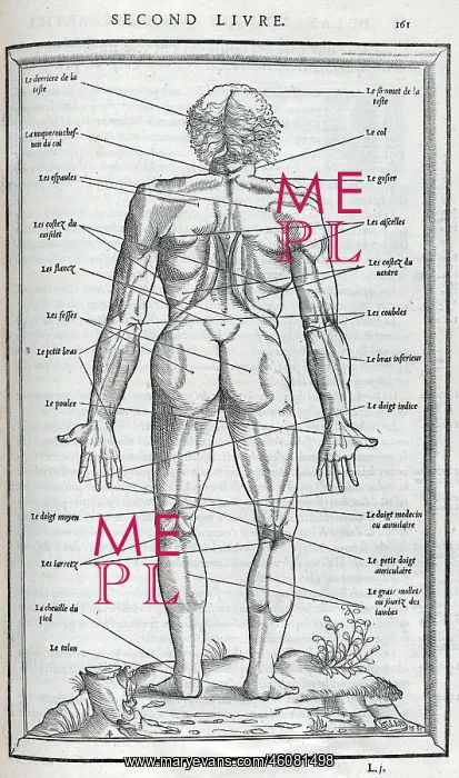 : Anatomical drawings; dissection : Anatomical drawings; dissection