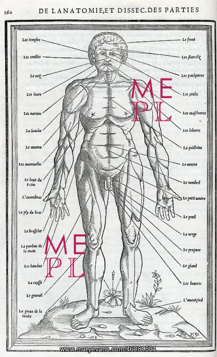 : Anatomical drawings; dissection : Anatomical drawings; dissection