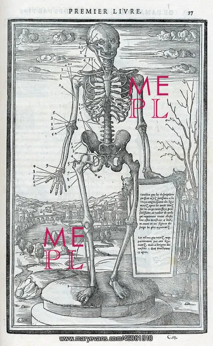 : Anatomical drawings; dissection : Anatomical drawings; dissection