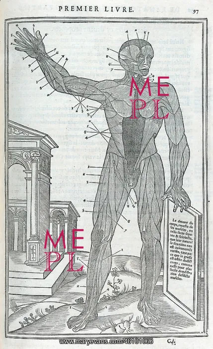 : Anatomical drawings; dissection : Anatomical drawings; dissection