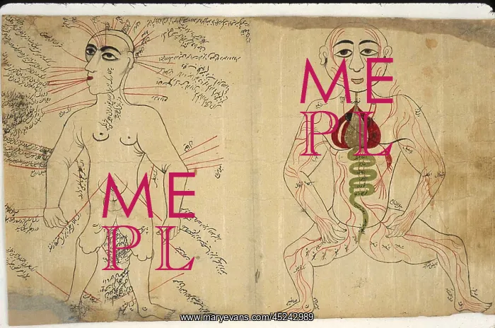 : Two anatomical drawings from a Persian-language ? : Two anatomical drawings from a Persian-language ?