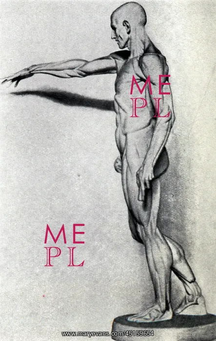 : Anatomical Figure : Anatomical Figure