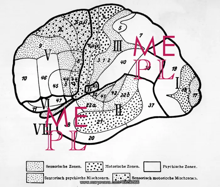 : An Anatomical Representation of the Human Brain : An Anatomical Representation of the Human Brain