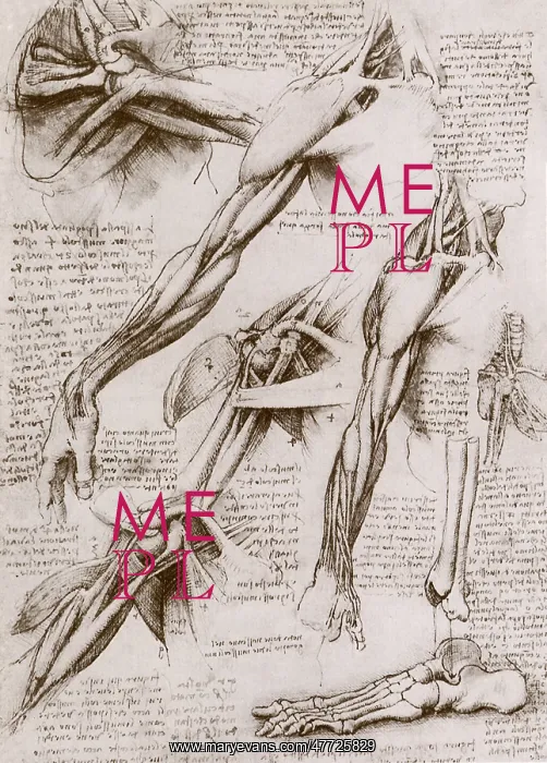 : Anatomical Studies: Shoulder, Arm, and Foot, by da Vinci : Anatomical Studies: Shoulder, Arm, and Foot, by da Vinci