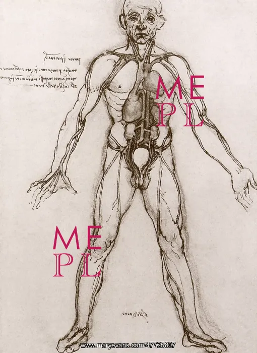 : Anatomical Study: The Heart, Vital Organs, and Main Arteries : Anatomical Study: The Heart, Vital Organs, and Main Arteries