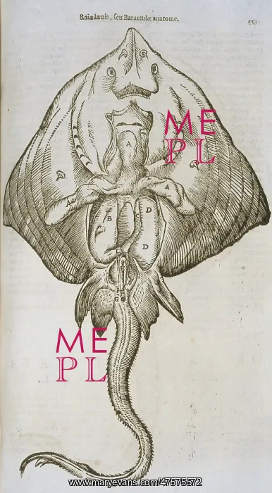 : Anatomical study of a ray : Anatomical study of a ray
