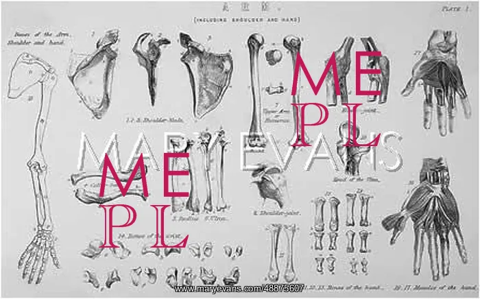  : ANATOMY / ARM BONES