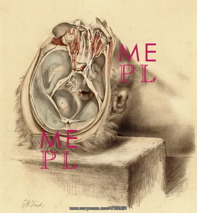 : ANATOMY / BASE OF SKULL : ANATOMY / BASE OF SKULL