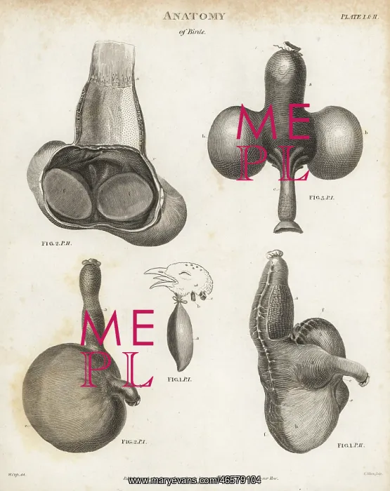 : Anatomy of birds - crop or gullet : Anatomy of birds - crop or gullet