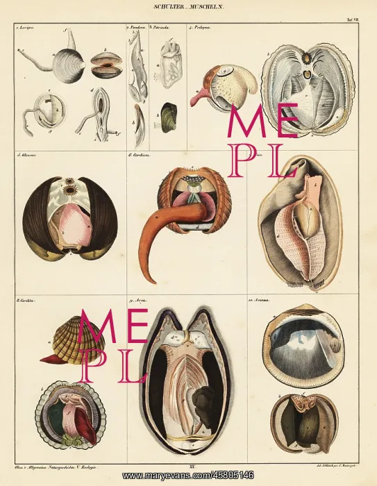 : Anatomy of bivalve molluscs : Anatomy of bivalve molluscs