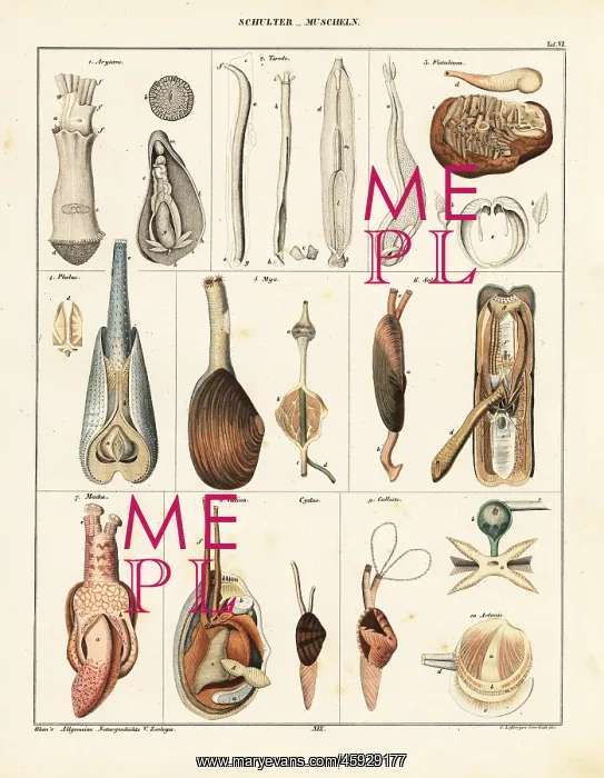 : Anatomy of bivalve molluscs : Anatomy of bivalve molluscs