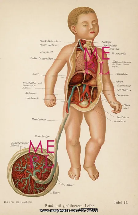  : ANATOMY / CHILD & CORD