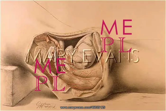 : ANATOMY / FEMALE PELVIS : ANATOMY / FEMALE PELVIS