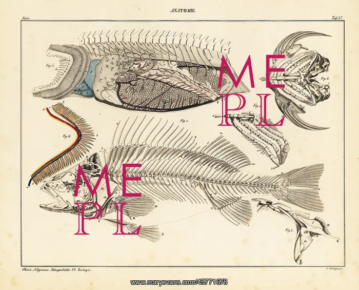 : Anatomy of a fish, showing skeleton, internal : Anatomy of a fish, showing skeleton, internal