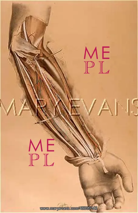  : ANATOMY / FOREARM