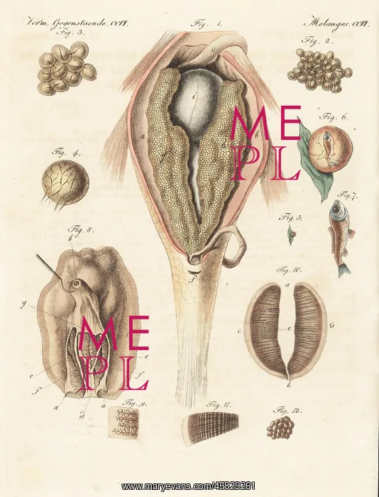 : Anatomy of the generation of the carp and mussel : Anatomy of the generation of the carp and mussel