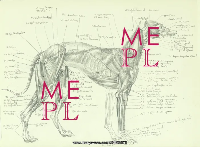 : Anatomy of a greyhound : Anatomy of a greyhound