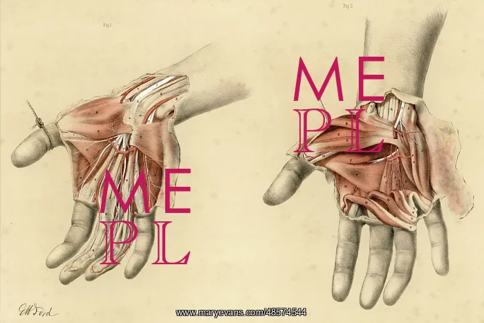 : Anatomy - Hands - 1867 : Anatomy - Hands - 1867