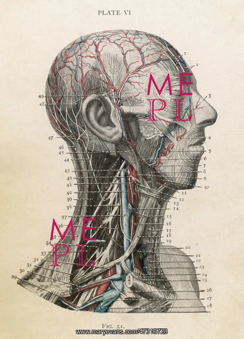  : ANATOMY OF HEAD & THROAT