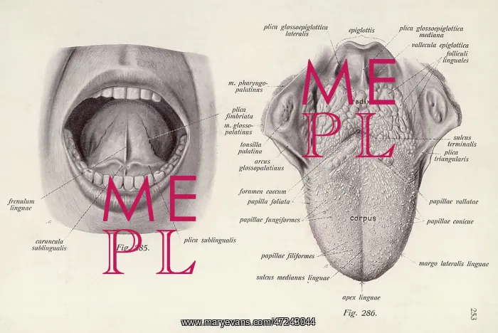 : ANATOMY / HEAD / TONGUE : ANATOMY / HEAD / TONGUE