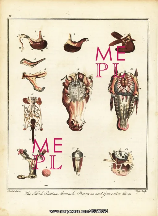 : Anatomy of a horse : Anatomy of a horse