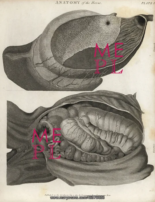 : Anatomy of the horse - intestines : Anatomy of the horse - intestines