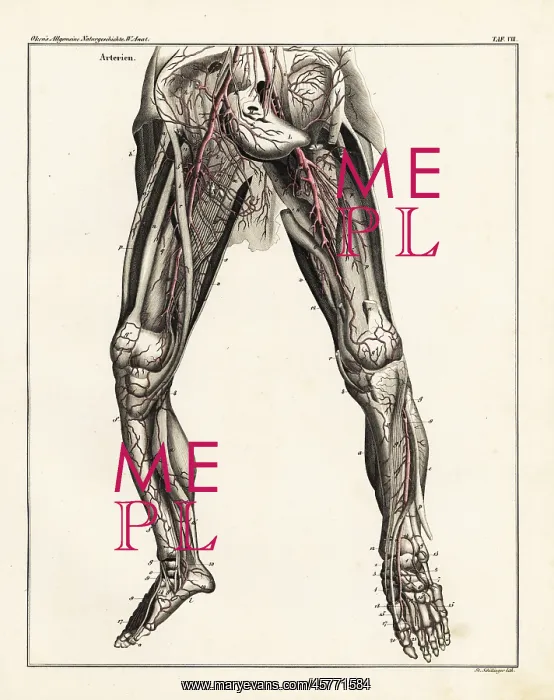 : Anatomy of the human arterial system in the legs : Anatomy of the human arterial system in the legs