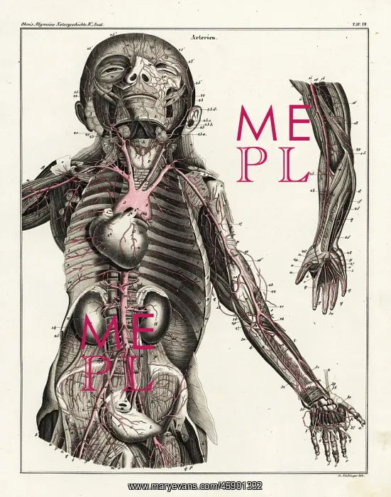 : Anatomy of the human arterial system in the upper torso : Anatomy of the human arterial system in the upper torso