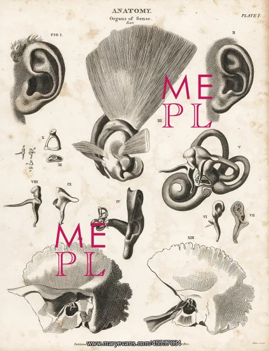 : Anatomy of the human ear : Anatomy of the human ear