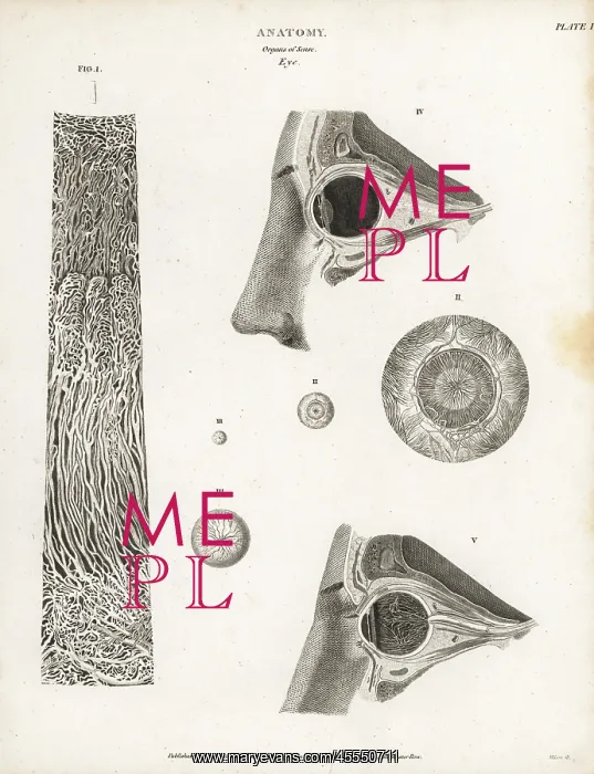 : Anatomy of the human eye : Anatomy of the human eye
