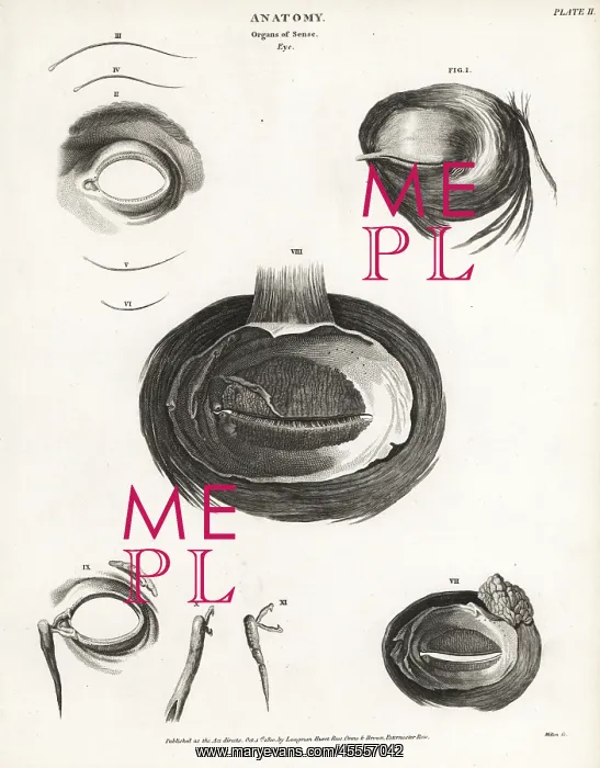 : Anatomy of the human eye : Anatomy of the human eye