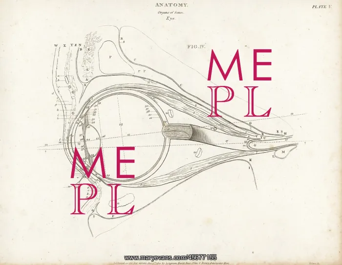 : Anatomy of the human eye : Anatomy of the human eye
